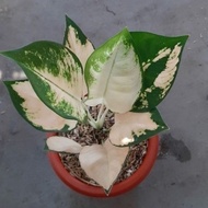 Tanaman hias baby aglonema escada