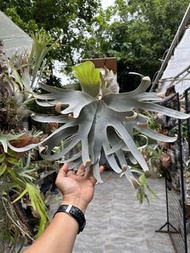 Woot #9 Spore 鹿角蕨側芽
