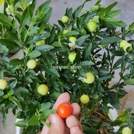 15pcs Biji Benih Cili Butang en / ange Round Chilli Seeds / Chili Seed