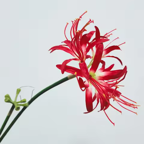 Artificial Red Spider Lilies Silk Flowers Branch with Long Stem Wedding Home Decoration Fake Lycoris