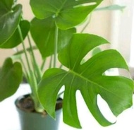 Monstera - Tanaman Hias Philonderon Monstera - Tanaman Monstera