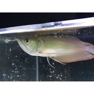 Unik Ikan arwana silver brazil 11 - 12CM Limited