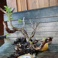 DONGKELAN BONSAI SANTIGI SUBUR