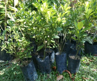 Pokok Limau Kasturi Hybrid