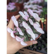 'White Cat' Succulent - Exotic and Interesting Looking Fuss Free Succulent Plant