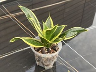 Sansevieria 虎尾蘭荷花小苗 / 全黃色邊同花墟常見金邊一樣, 但葉中心的綠是深綠色, 個人更喜歡這對比色