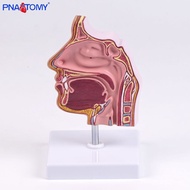 Structure Piercing Model Nasal Cavity Nasal Cavity Nasal Cavity Nasal Cavity Ergonomics Ergonomics S