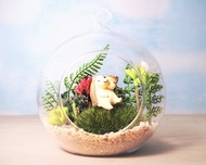 多肉小行星-多肉盆栽DIY材料包  生態瓶