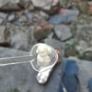 nấm sữa kefir 10gr