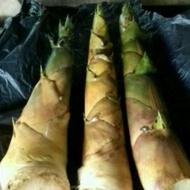 Rebung bambu segar berat 1kg / rebung bambu sayur segar