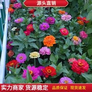 【GA】花卉花種子 種籽 野花組合種子 種籽百日草波斯菊 格桑花戶外路邊耐旱花海lzh