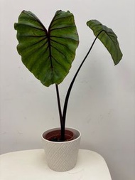 法老王面具水芋 海芋 Colocasia pharaoh’s mask