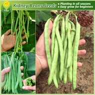 เมล็ดสด 100% เมล็ดพันธุ์ ถั่วแขก สีเขียว บรรจุ 50 เมล็ด Organic Kidney Beans Seeds Bush Bean Seeds Vegetable Seeds for Planting เมล็ดพันธุ์ผัก ผักสวนครัว ต้นไม้มงคล เมล็ดบอนสี ต้นผลไม้ บอนไซ พันธุ์ผัก เมล็ดผัก ผักออร์แกนิก ปลูกง่าย การเก็บเกี่ยวที่รวดเร็ว