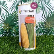 🔥HOT ITEM🔥 Tin 200g ASIA MANIS SS932 Crop Power Biji Benih Jagung Sangat Manis F1 Hybrid Super Sweetcorn Seeds