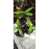 Anak Pokok Mentega, Seralat @ Bisbol