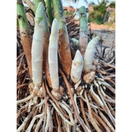 5 2-year-old green asparagus roots get extra small roots