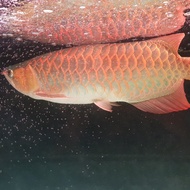 ikan arwana super red 65cm up
