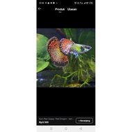 Gappy Dragon picture plastic