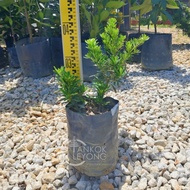 TKL - Outdoor Podocarpus Diamond/Costalis/Twister/Japan/Red Bud FengShui Plant 金钻/旋叶罗汉松/转运罗汉松/日本/红芽/