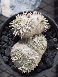 実生 雙頭惠比須笑