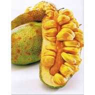 anak pokok cempedak KING hybrid