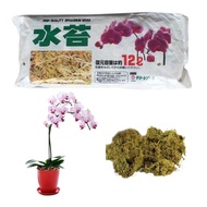 Special offers Sphagnum Moss Moisturizing Nutrition Organic Fertilizer Orchid Fertilizer Plant Moss Dried Roots For Orchid Gardening Plants
