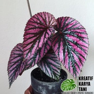 Tanaman hias begonia brevirimosa - Begonia Rex Walet