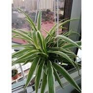 The spider plant (Chlorophytum comosum) 吊兰