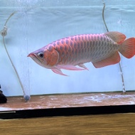 arwana super red itl 50 cm