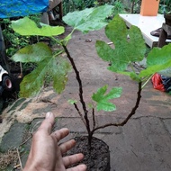 Terlaris Pohon Tin-Bibit Tanaman Tin Buah Tin terbaik
