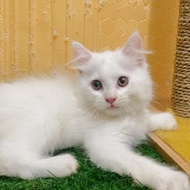 Kucing Persian Mix Mainecoon Jantan Kitten Telinga Antena White