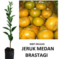 bibit jeruk medan bibit jeruk medan okulasi lebih cepat berbuah