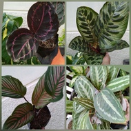 Calathea Varieties Medallion, Makoyana, Dottie, Pinstripe live plants