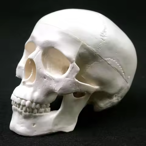 Human Anatomical Model Medicine Skull Human Anatomical Anatomy Head Studying Anatomy Teaching Suppli