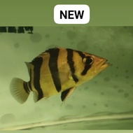 Datz Borneo 3bar clean size 6cm