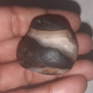 batu mustika galih kelor dalam pohon kelor