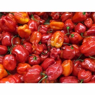 Super spicy habanero pepper seeds