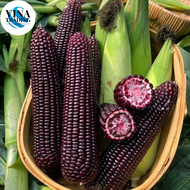 HYBRID PURPLE CORN - (20 seeds) Hybrid Purple Black Waxy Corn Seeds Vegetables Seeds