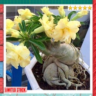 bibit tanaman adenium bunga kuning bonggol besar bahan bonsai kamboja