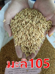 #หอมมะลิ105 #ข้าวมะลิ105 ✅5 KG(เมล็ดพันธุ์คัดพิเศษ)