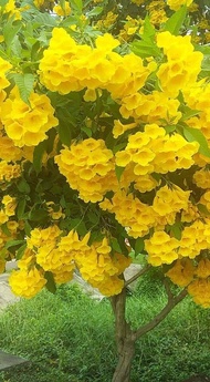 เมล็ดทองอุไร สีเหลือง พันธุ์ดอกใหญ่ 200 เมล็ด เมล็ดดอกไม้