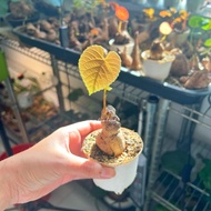 Cissus Repanda - Panivel | Rare Wild Grape | Unique Houseplant