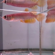 R1 ikan arwana golden red