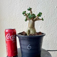 Silapunlan SLP DHA / Bonsai / 泰国羊角富贵花/ 盆栽