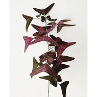 Flower seeds (7 seeds) - Mariposa Christia Vespertilionis (Red Butterfly Wing)