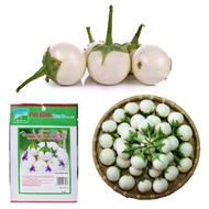 Package 0.5g - Phu Nong High Yield White Eggplant Seeds High Yield Quality - VTNN Nong Dien Trang