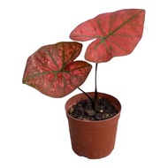 บอนสี บับเบิ้ล (Caladium bubble) กระถาง 4 นิ้ว