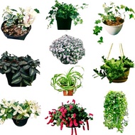 paket 10 tanaman hias gantung versi florist katusba