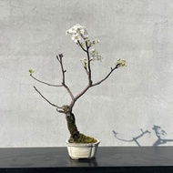 小品盆栽-日本相梨 盆景 送禮