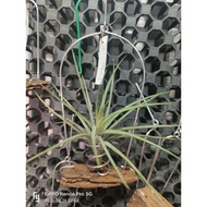 In-stock现货 Tillandsia/airplant/空气凤梨/空气草  T.califano with holder